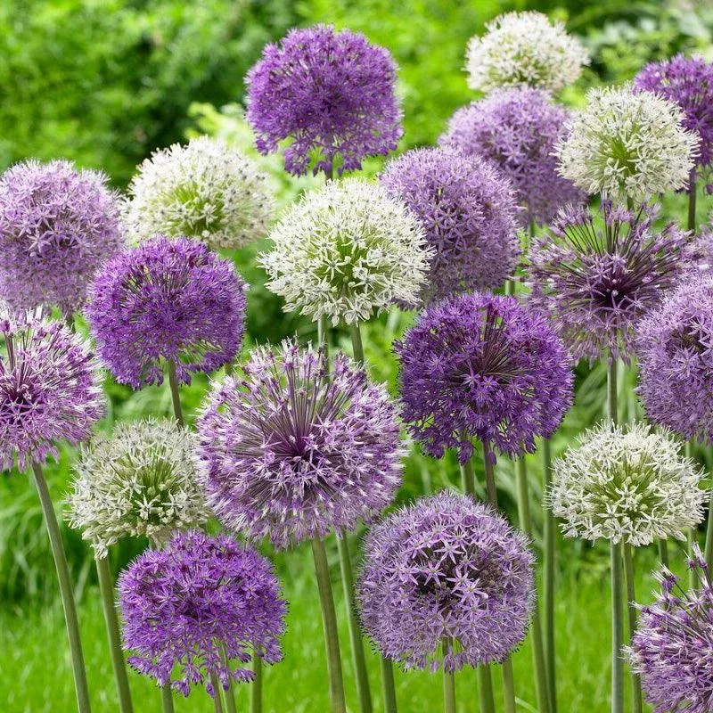 Wild About Allium Blend (Pack of 8)