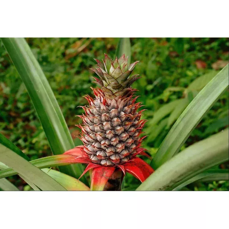 Wild Pineapple Seeds for Planting - 10 Seeds - Bromelia Pinguin - Tropical Fruit Seeds