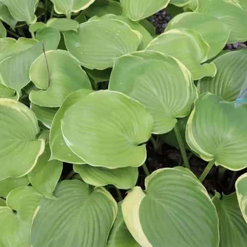 Windy City Hosta