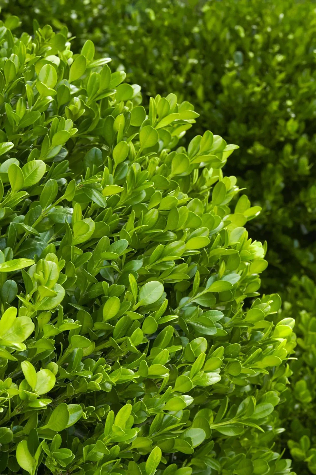 WINTER GEM BOXWOOD 5gal