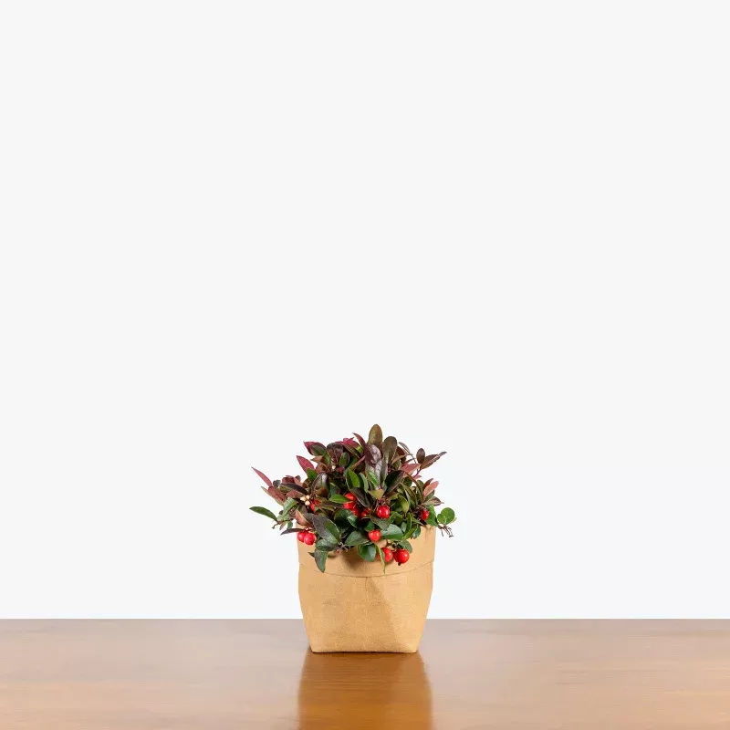 Wintergreen Plant