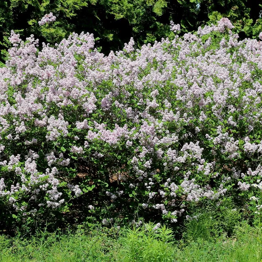 Wonderblue Lilac