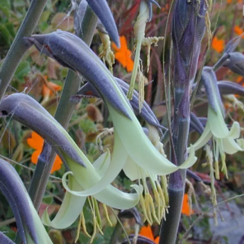 Wonderful Puya - Puya Mirabilis