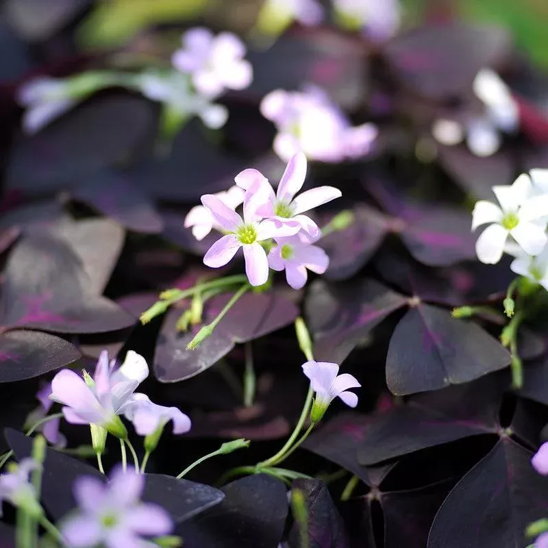 (Wood Sorrels) Oxalis Triangularis (5/pk)