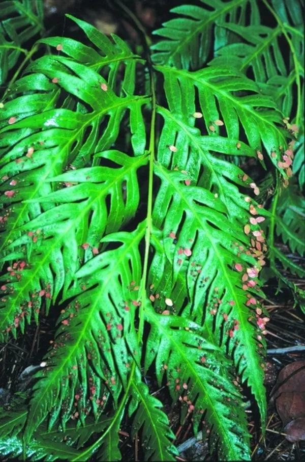Woodwardia prolifera
