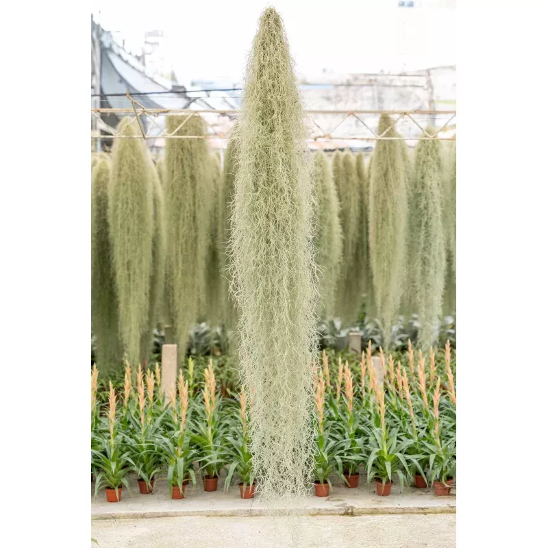 XL Colombia Thick Spanish Moss - Tillandsia Usneoides - GIANT Clump
