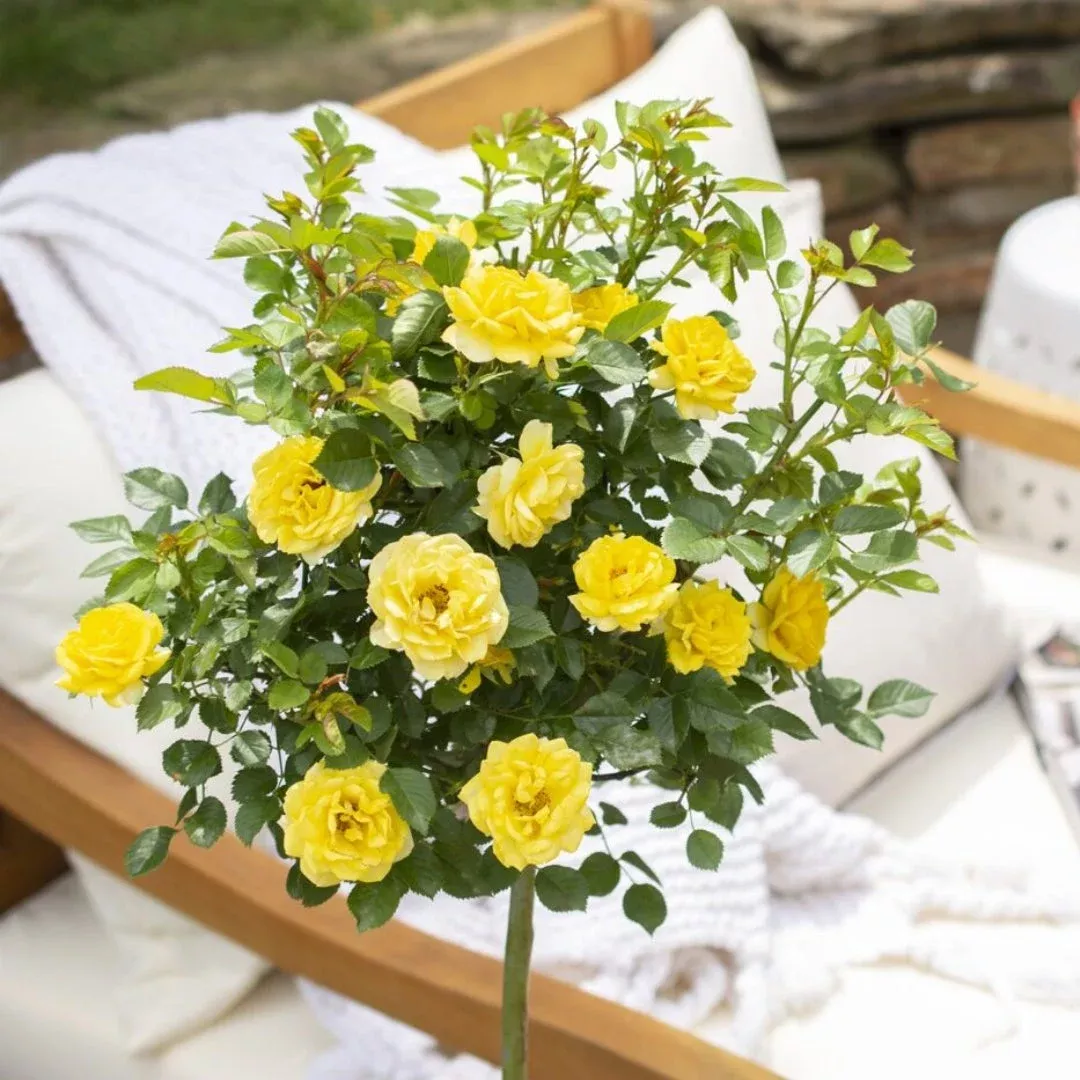 Yellow Sunblaze Miniature Rose Tree