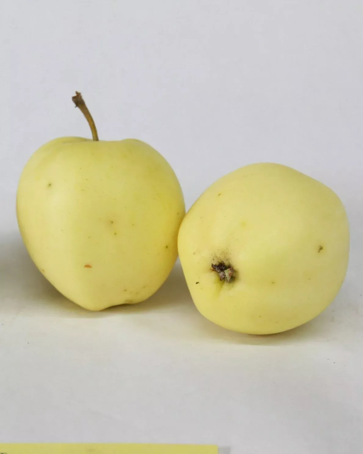 Yellow Transparent (August Apple)