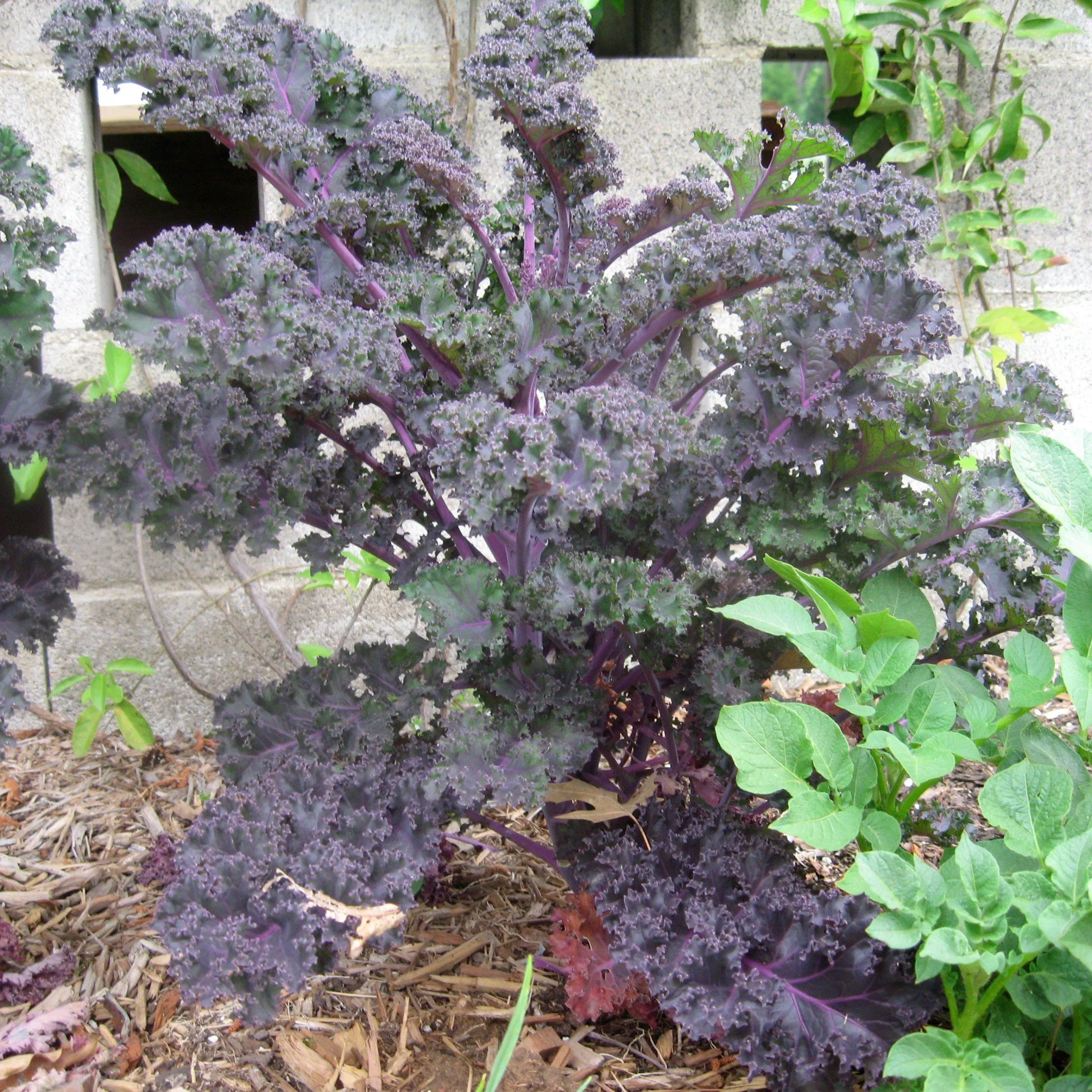 Yokohama Red Ornamental Kale