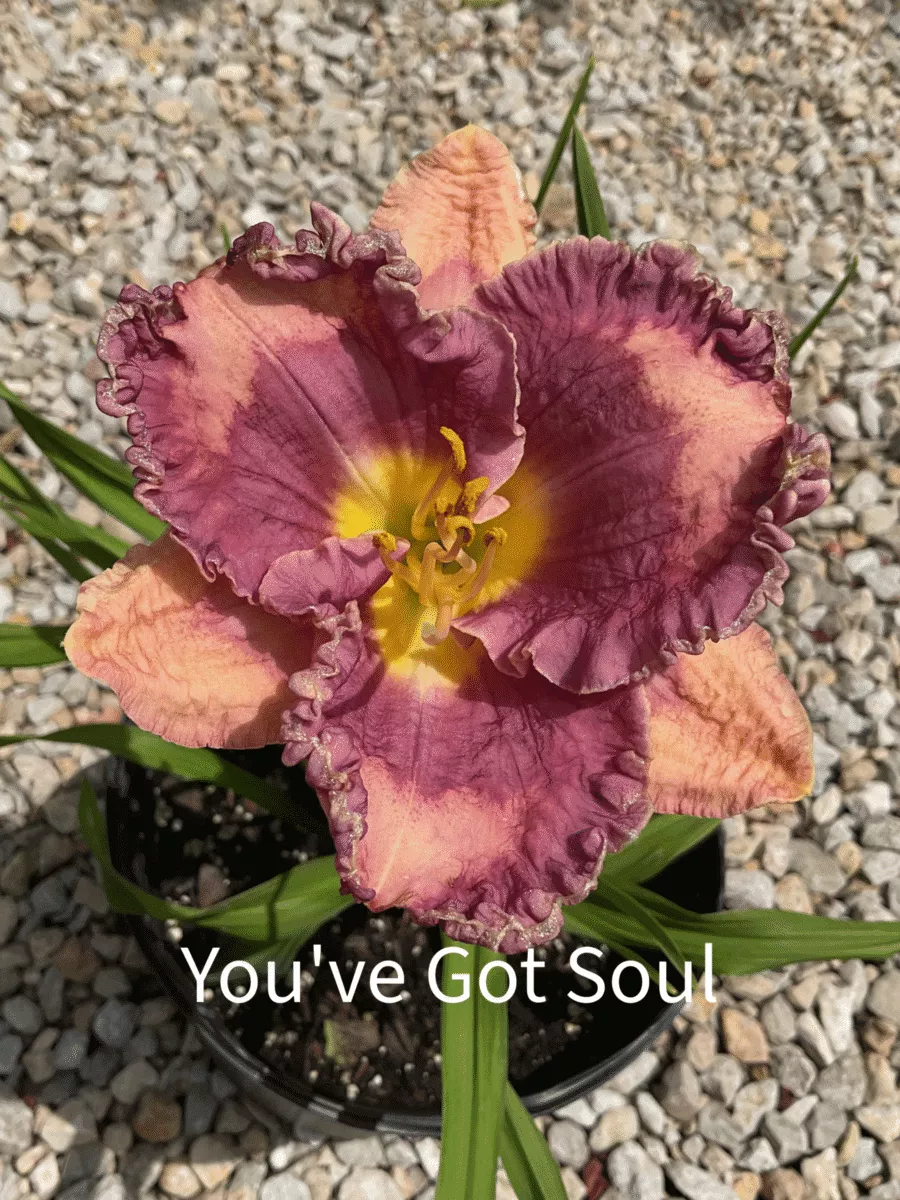 You’ve Got Soul Daylily