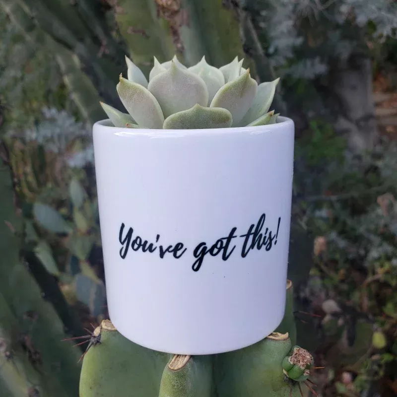 “You’ve Got This!” Succulent Gift