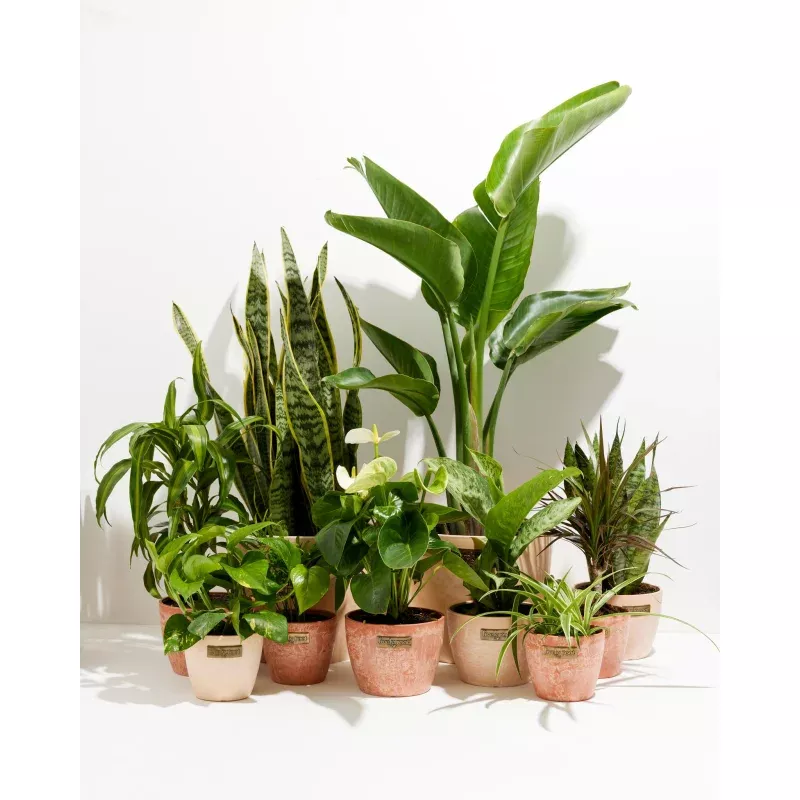 Your Indoor Jungle Delivered