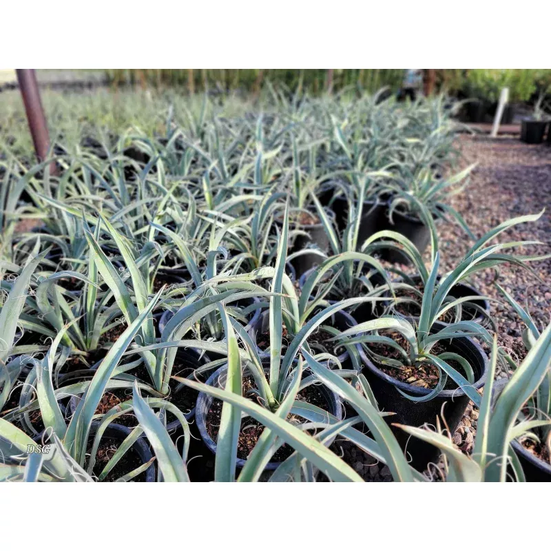 Yucca baccata - Banana yucca