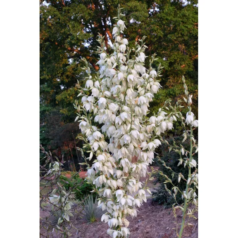 Yucca flaccida Morgenglocke
