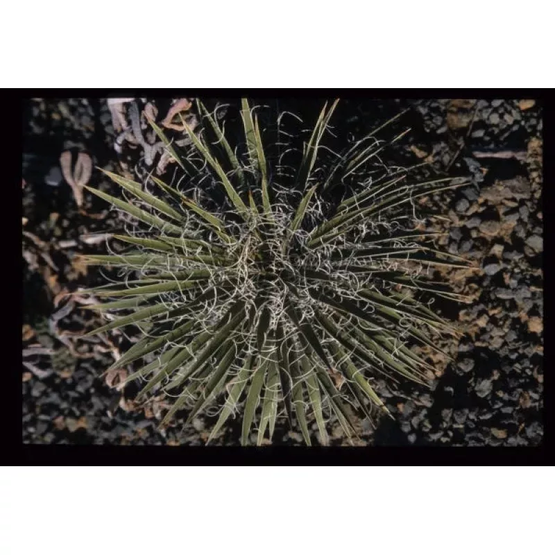 Yucca harrimaniae