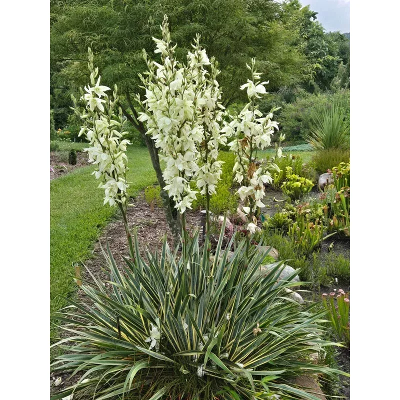 Yucca smalliana Bright Edge