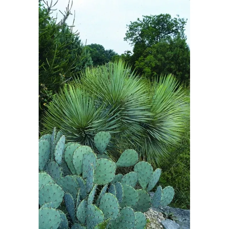 Yucca thompsoniana
