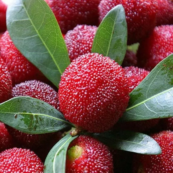 Yumberry / Chinese Bayberry – Myrica rubra