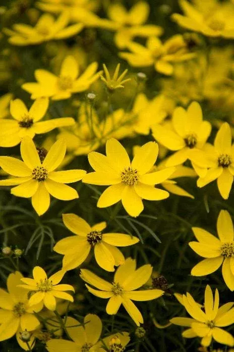 Zagreb Threadleaf Coreopsis