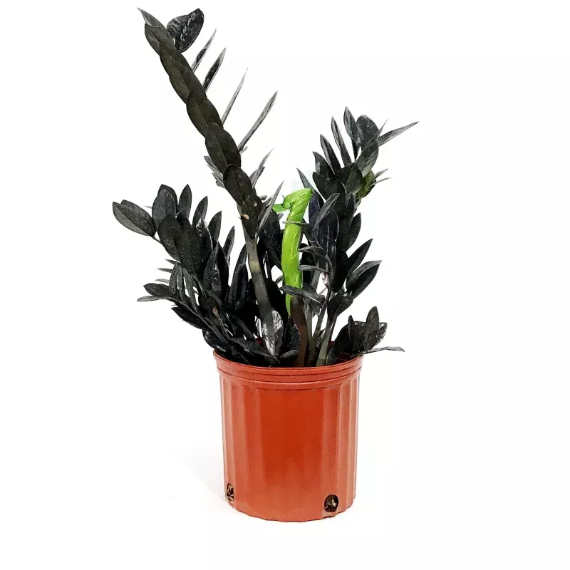 Zamioculcas, 10in, Zamiifolia Raven