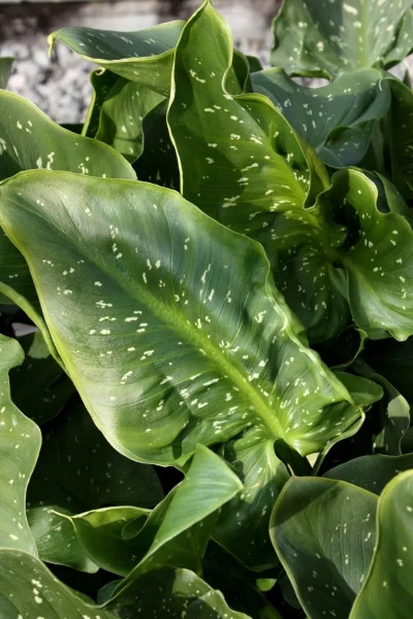 Zantedeschia aethiopica Hercules