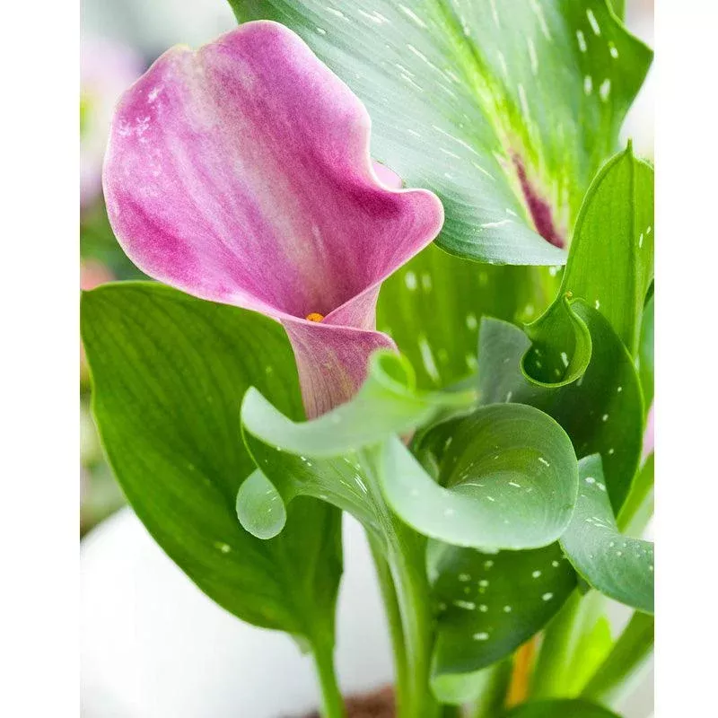 Zantedeschia (Calla Lily) Denver (Pack of 1)