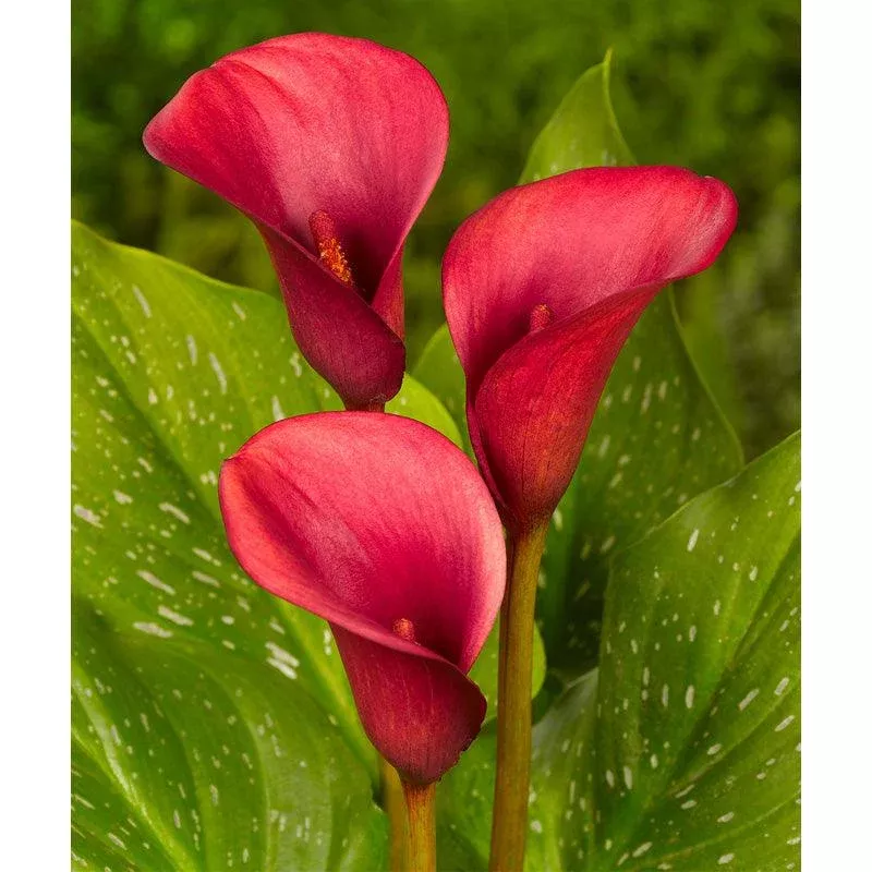 Zantedeschia (Calla Lily) Red Alert (Pack of 1)