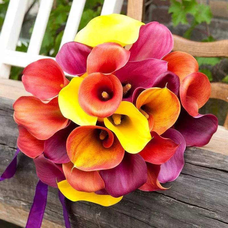 Zantedeschia (Calla Lily) Tequila Sunrise Blend (Pack of 3)