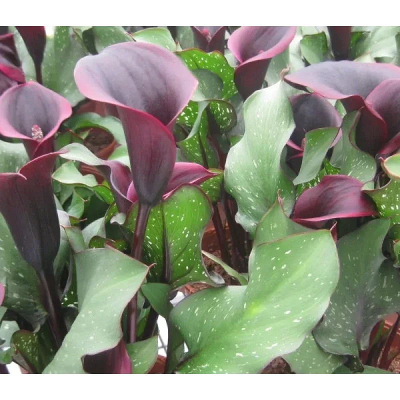 Zantedeschia Captain Camaro
