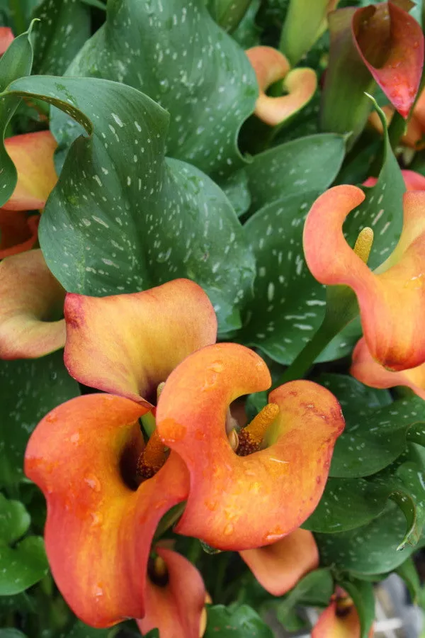 Zantedeschia Captain Murano