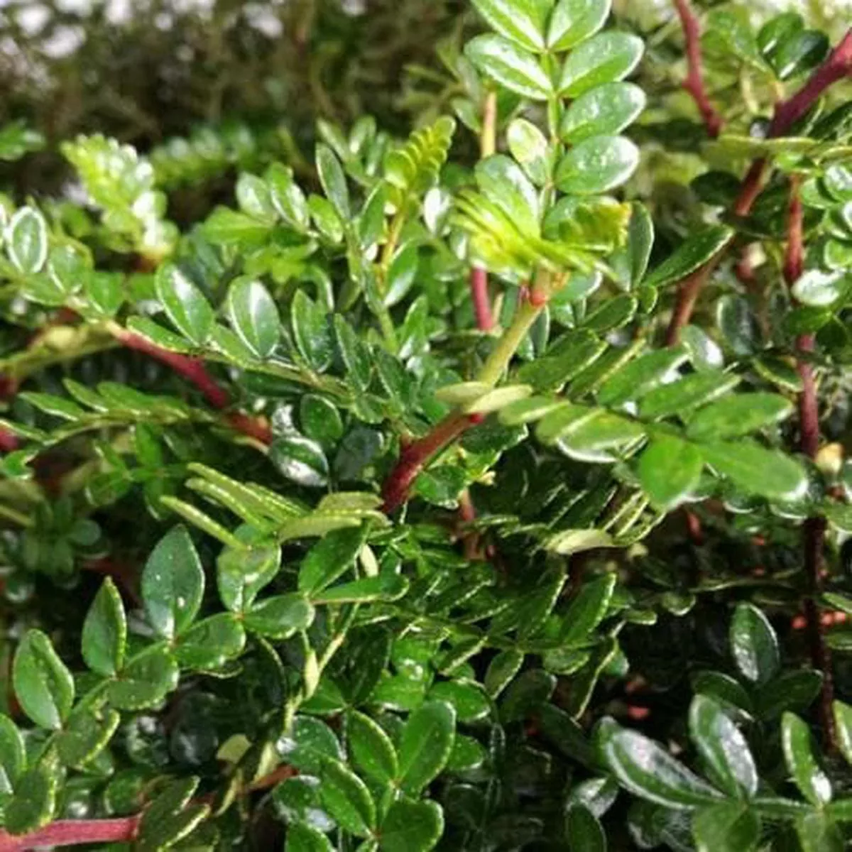 Zanthoxylum beecheyanum