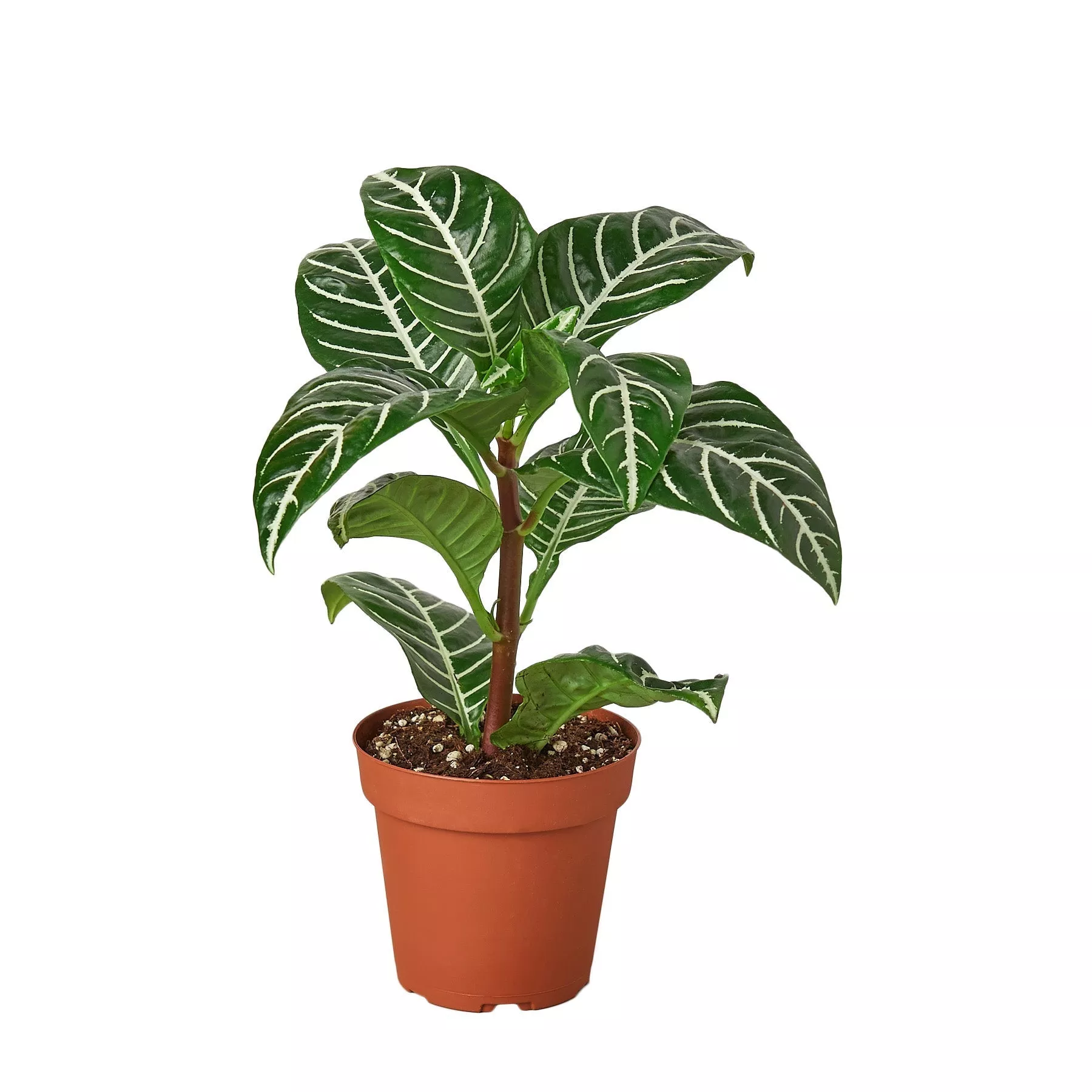 Zebra ‘Aphelandra’