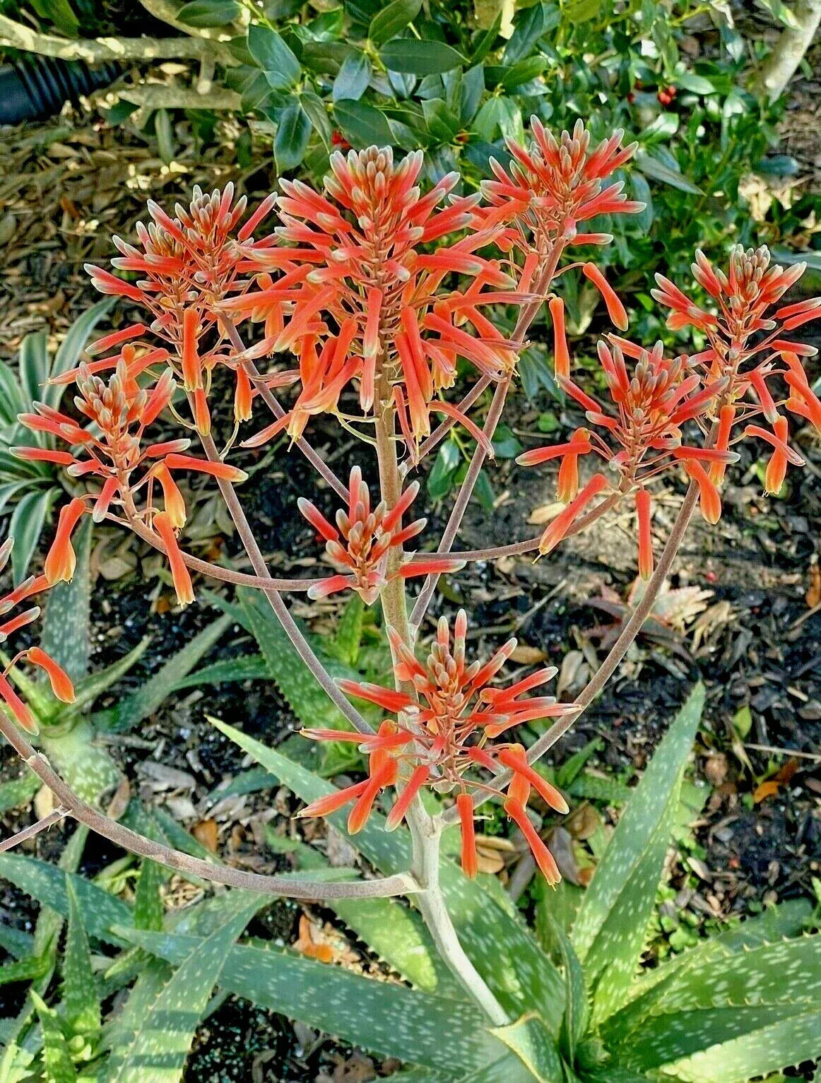 “Zebra Maculata Aloe 10″-12″ Bare Root Plant – Red Orange Flowering Aloe Vera”