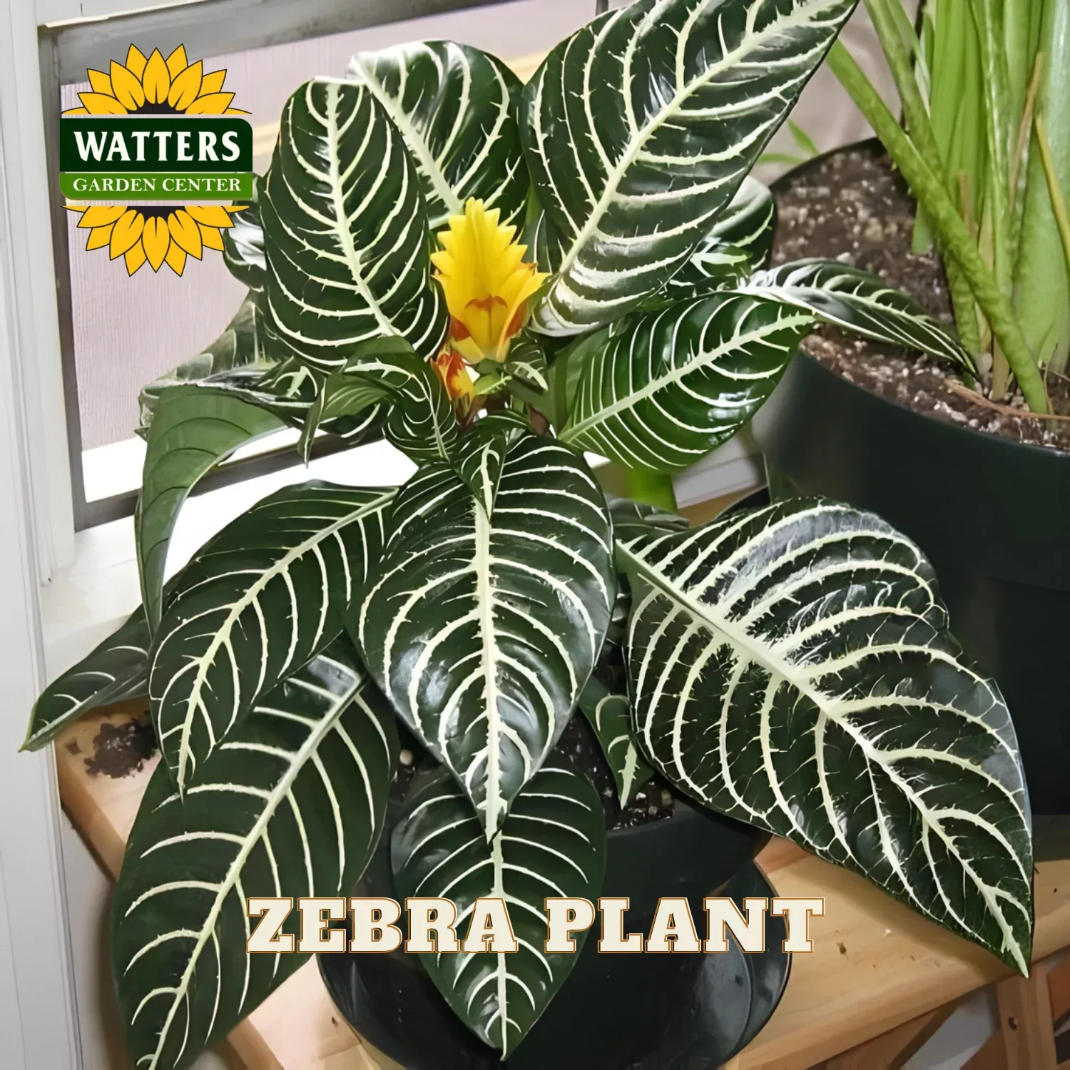 ZEBRA PLANT 6in