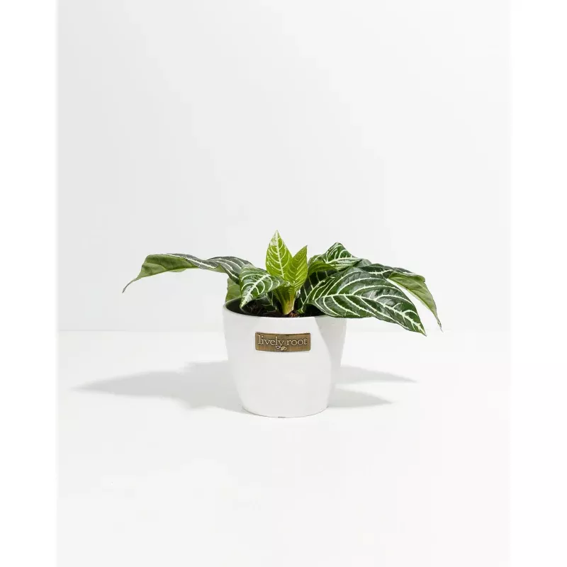 Zebra Plant (Aphelandra)