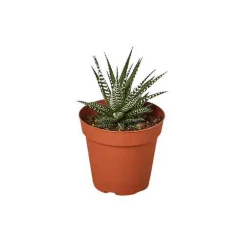 Zebra Succulent