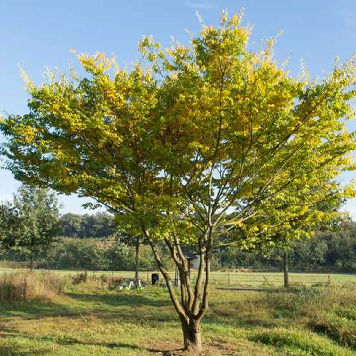 Zelkova serrata – Japanese Zelkova