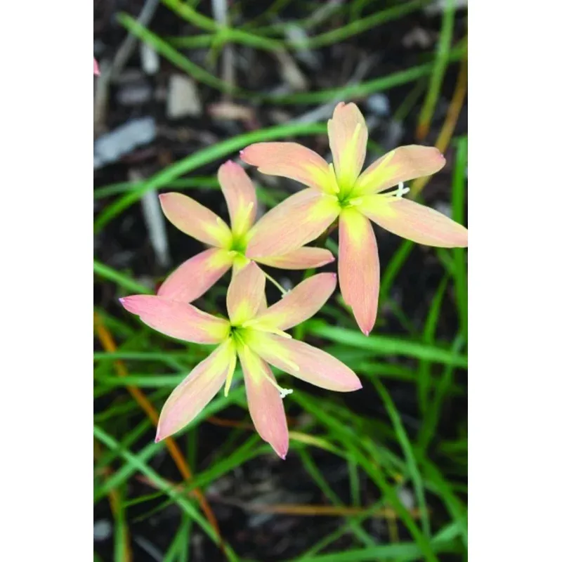 Zephyranthes Bangkok Peach