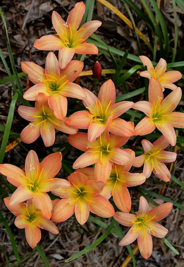 Zephyranthes Batik