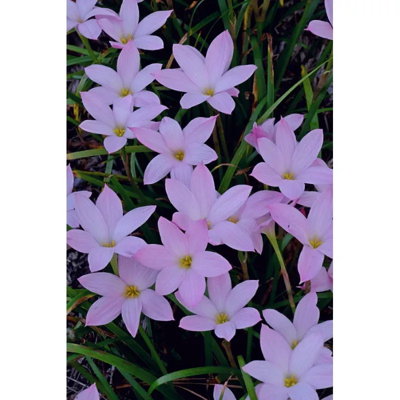 Zephyranthes Kathryn