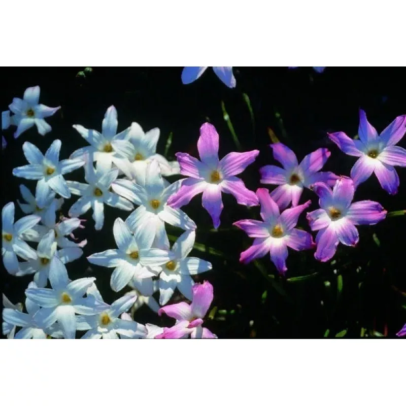 Zephyranthes La Bufa Rosa