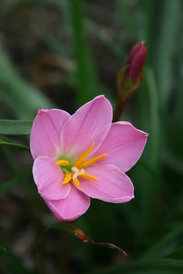 Zephyranthes Libra