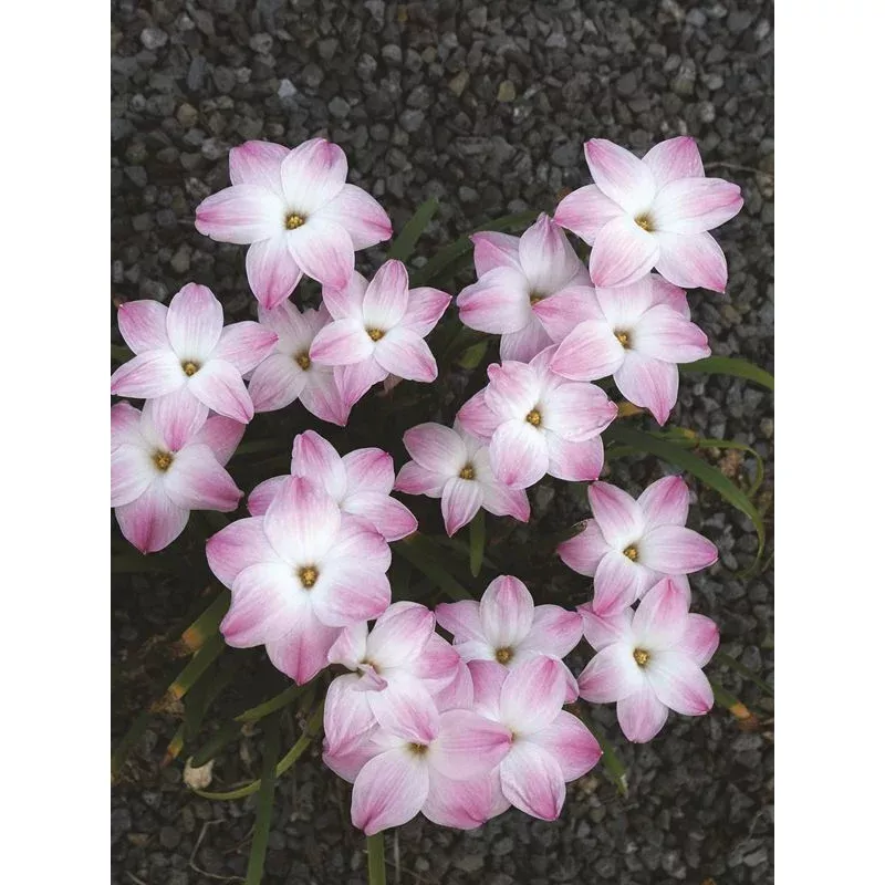 Zephyranthes Lily Pies