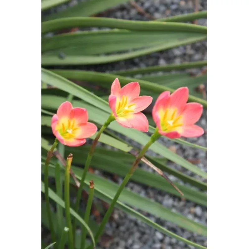 Zephyranthes Paul Niemi