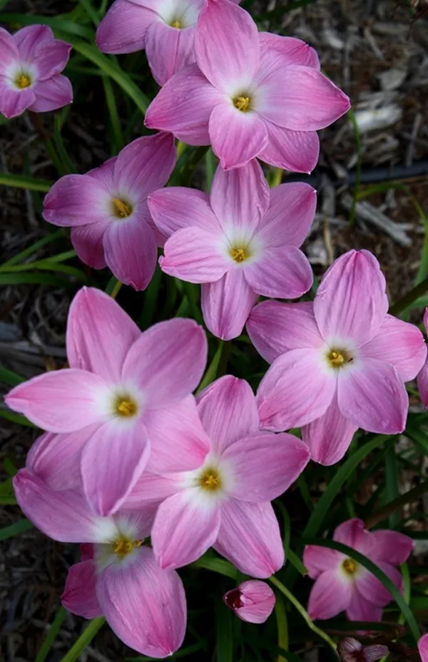 Zephyranthes Pink Panther