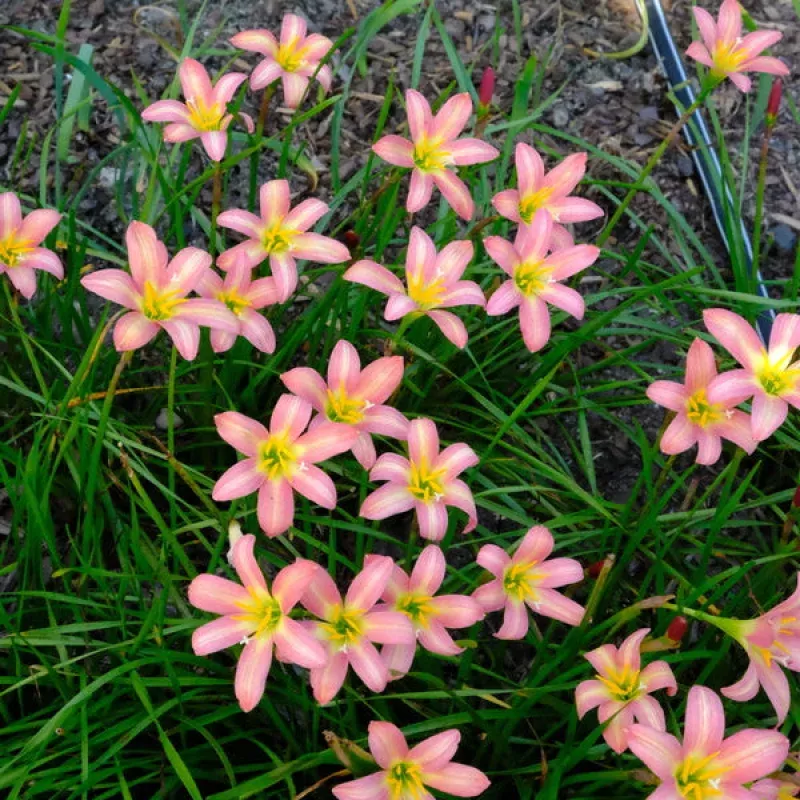 Zephyranthes Rose Perfection