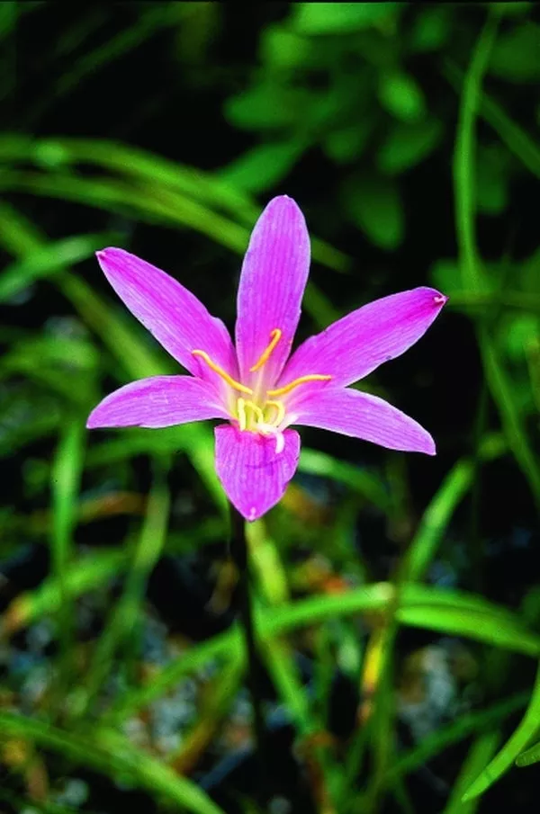 Zephyranthes Ruth Page