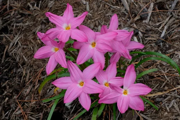 Zephyranthes Silk Taffeta
