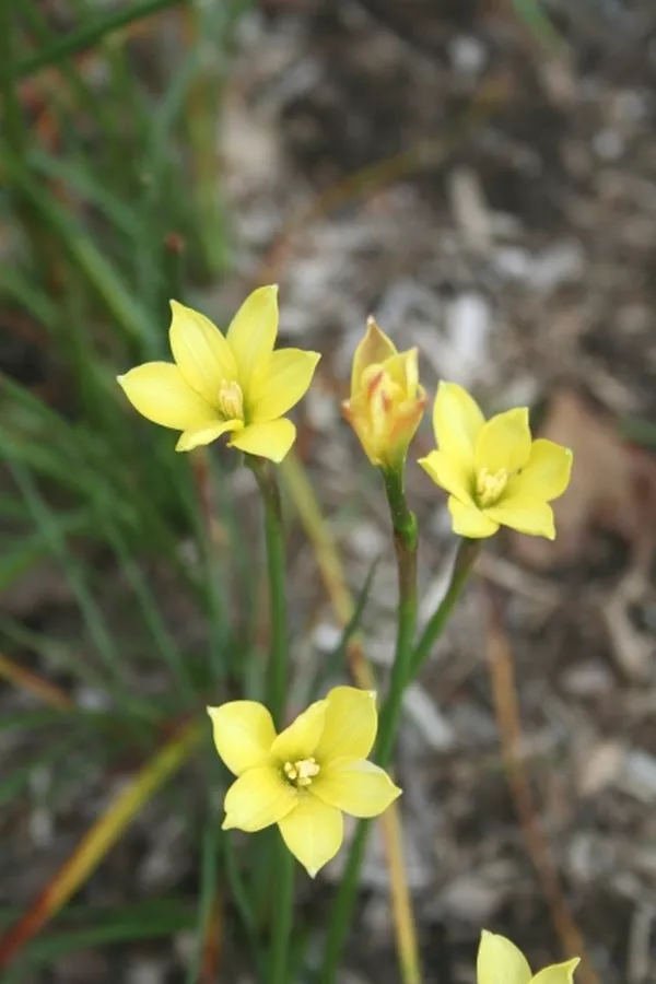Zephyranthes smallii