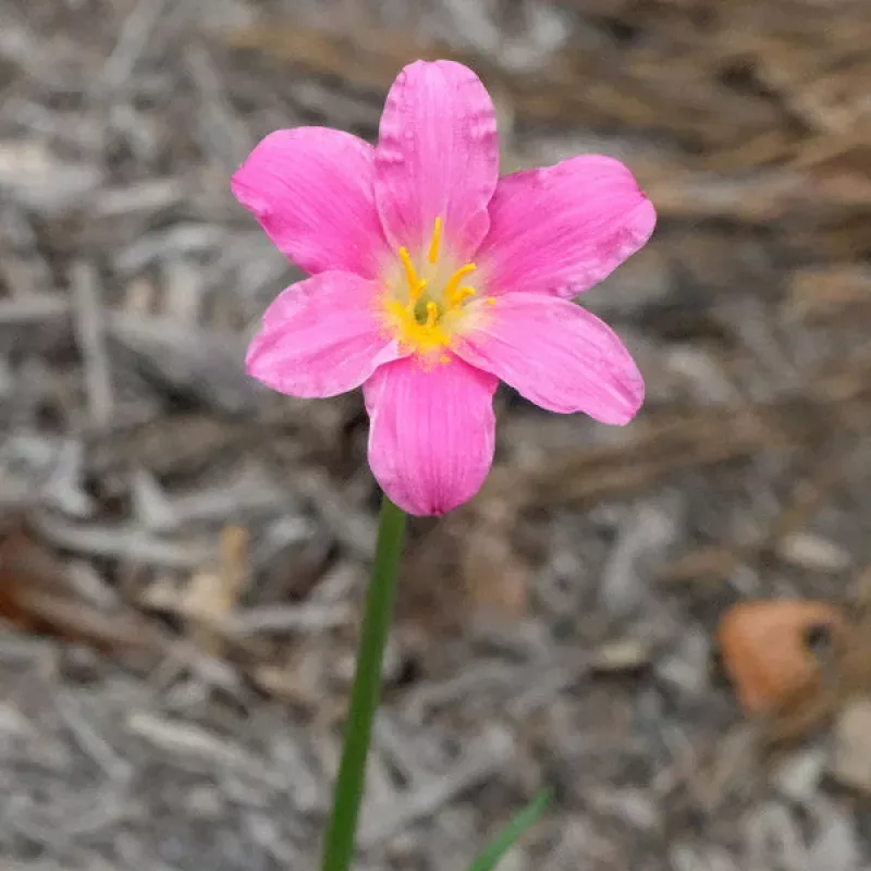 Zephyranthes sp nov yuccadoensis